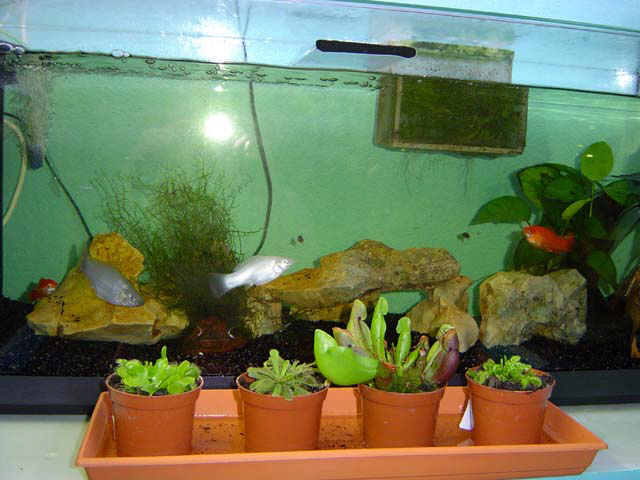aquarium aux mollys